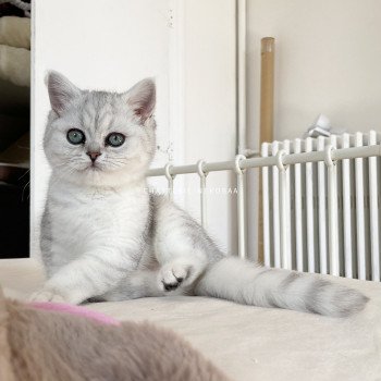 chaton British Shorthair black silver shaded Tomo Kiki Chatterie Nekobaa