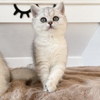 chaton British Shorthair black silver shaded Tomo Kiki Chatterie Nekobaa