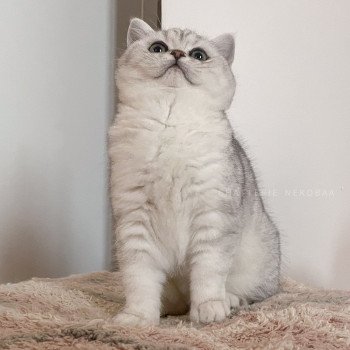 chaton British Shorthair black silver shaded Tomo Kiki Chatterie Nekobaa