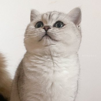 chaton British Shorthair black silver shaded Tomo Kiki Chatterie Nekobaa