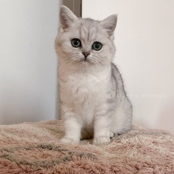 chaton British Shorthair black silver shaded Tomo Kiki Chatterie Nekobaa