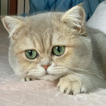 chat British Shorthair blue golden shaded Kinuyo Chatterie Nekobaa British Shorthair blue golden shaded