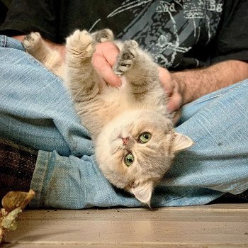 chat British Shorthair blue golden shaded Kinuyo Chatterie Nekobaa British Shorthair blue golden shaded
