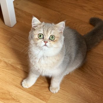 chat British Shorthair blue golden shaded Kinuyo Chatterie Nekobaa British Shorthair blue golden shaded