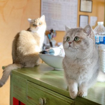 chat British Shorthair blue golden shaded Kinuyo Chatterie Nekobaa British Shorthair blue golden shaded