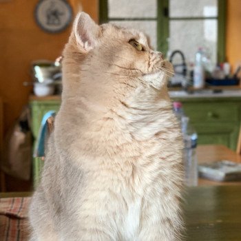 chat British Shorthair blue golden shaded Kinuyo Chatterie Nekobaa British Shorthair blue golden shaded