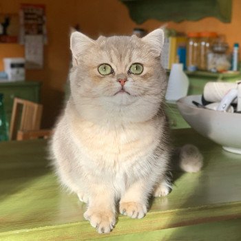 chat British Shorthair blue golden shaded Kinuyo Chatterie Nekobaa British Shorthair blue golden shaded