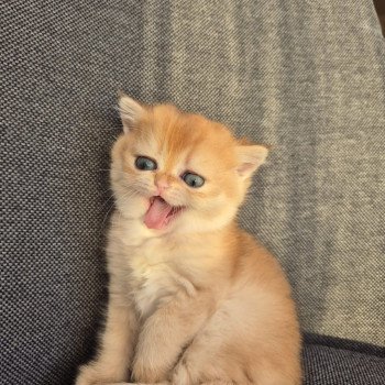 chat British Shorthair black golden shell Kiwi Chatterie Nekobaa