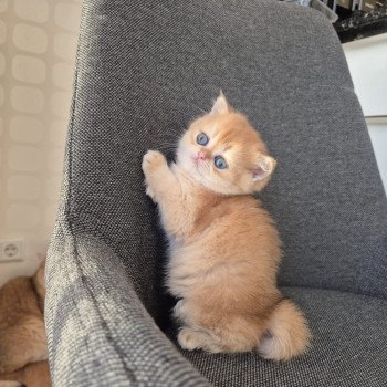 chat British Shorthair black golden shell Kiwi Chatterie Nekobaa