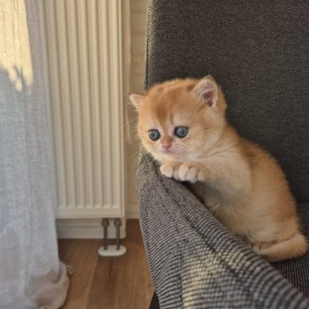 chat British Shorthair black golden shell Kiwi Chatterie Nekobaa