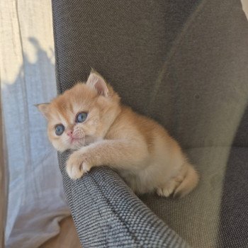 chat British Shorthair black golden shell Kiwi Chatterie Nekobaa