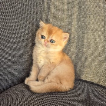 chat British Shorthair black golden shell Kiwi Chatterie Nekobaa