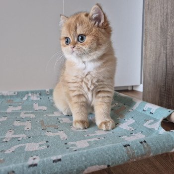 chat British Shorthair black golden shell Kiwi Chatterie Nekobaa