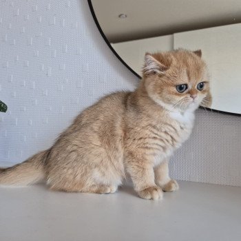 chat British Shorthair black golden shell Kiwi Chatterie Nekobaa