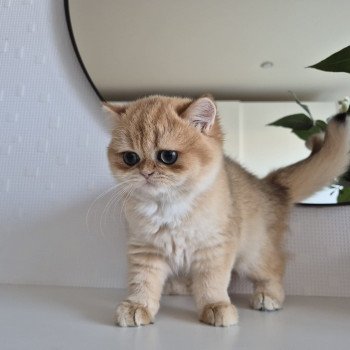 chat British Shorthair black golden shell Kiwi Chatterie Nekobaa