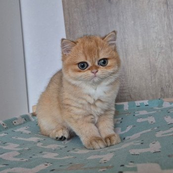 chat British Shorthair black golden shell Kiwi Chatterie Nekobaa