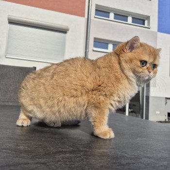 chat British Shorthair black golden shell Kiwi Chatterie Nekobaa