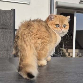 chat British Shorthair black golden shell Kiwi Chatterie Nekobaa
