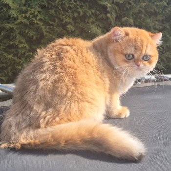 chat British Shorthair black golden shell Kiwi Chatterie Nekobaa