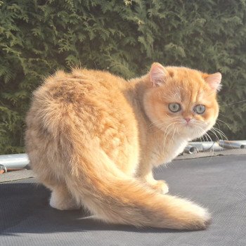 chat British Shorthair black golden shell Kiwi Chatterie Nekobaa