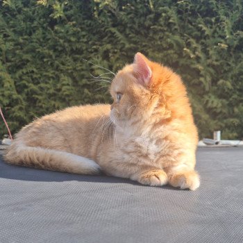 chat British Shorthair black golden shell Kiwi Chatterie Nekobaa