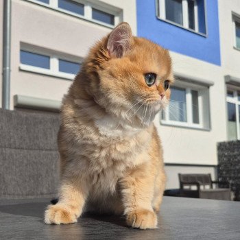 chat British Shorthair black golden shell Kiwi Chatterie Nekobaa
