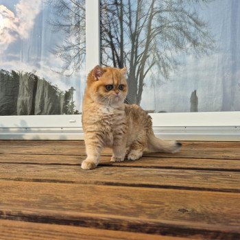 chat British Shorthair black golden shell Kiwi Chatterie Nekobaa