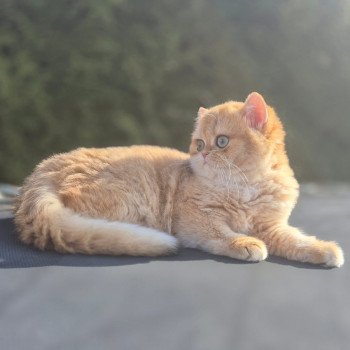 chat British Shorthair black golden shell Kiwi Chatterie Nekobaa