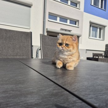 chat British Shorthair black golden shell Kiwi Chatterie Nekobaa