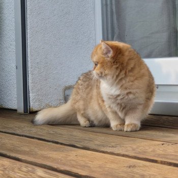 chat British Shorthair black golden shell Kiwi Chatterie Nekobaa