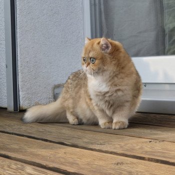 chat British Shorthair black golden shell Kiwi Chatterie Nekobaa