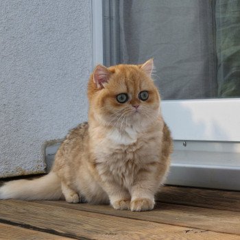 chat British Shorthair black golden shell Kiwi Chatterie Nekobaa