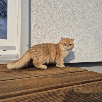 chat British Shorthair black golden shell Kiwi Chatterie Nekobaa