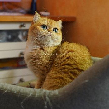 chat British Shorthair black golden shell Kiwi Chatterie Nekobaa