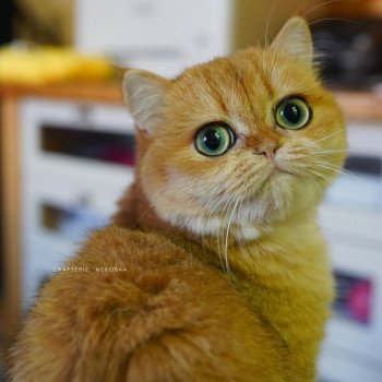 chat British Shorthair black golden shell Kiwi Chatterie Nekobaa