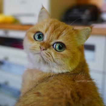 chat British Shorthair black golden shell Kiwi Chatterie Nekobaa