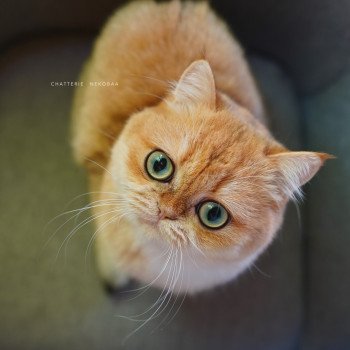 chat British Shorthair black golden shell Kiwi Chatterie Nekobaa