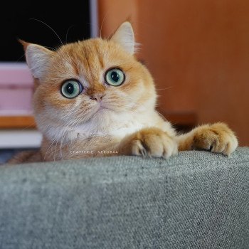chat British Shorthair black golden shell Kiwi Chatterie Nekobaa