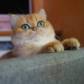 chat British Shorthair black golden shell Kiwi Chatterie Nekobaa