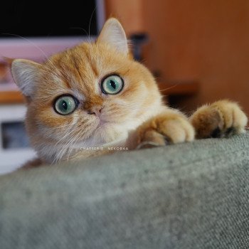 chat British Shorthair black golden shell Kiwi Chatterie Nekobaa