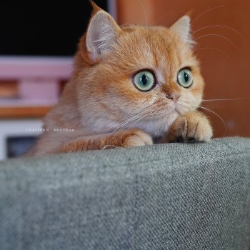 chat British Shorthair black golden shell Kiwi Chatterie Nekobaa