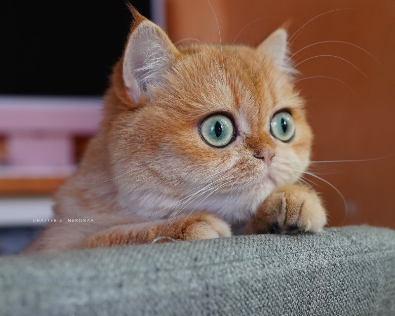 Kiwi Femelle British Shorthair