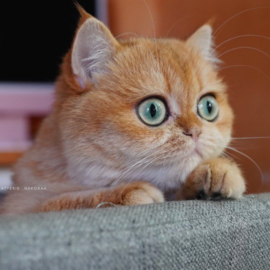 Kiwi Femelle British Shorthair