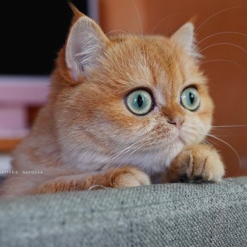 chat British Shorthair black golden shell Kiwi Chatterie Nekobaa