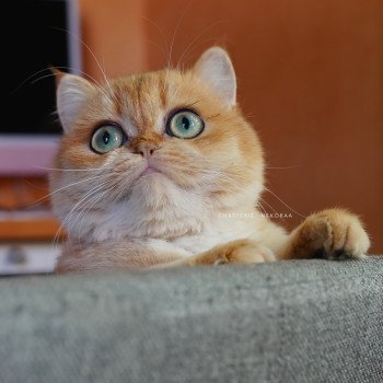 chat British Shorthair black golden shell Kiwi Chatterie Nekobaa