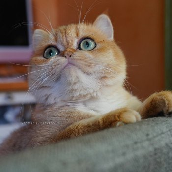 chat British Shorthair black golden shell Kiwi Chatterie Nekobaa