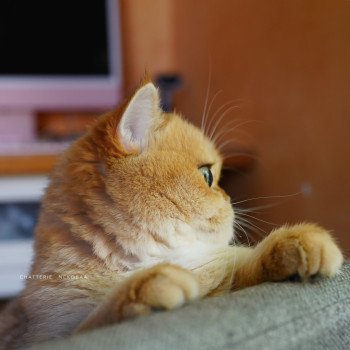 chat British Shorthair black golden shell Kiwi Chatterie Nekobaa