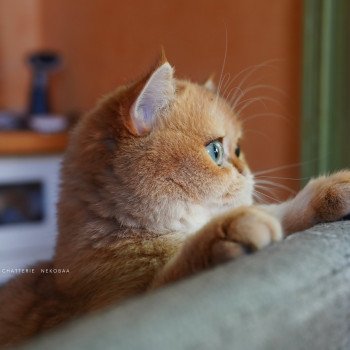chat British Shorthair black golden shell Kiwi Chatterie Nekobaa