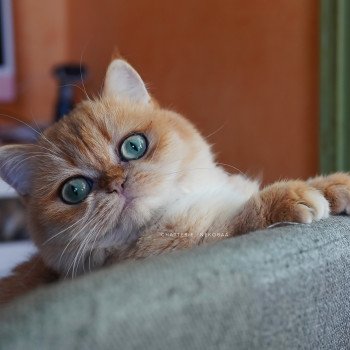 chat British Shorthair black golden shell Kiwi Chatterie Nekobaa