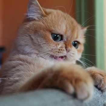 chat British Shorthair black golden shell Kiwi Chatterie Nekobaa